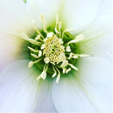 Helleborus x hybridus 'Single White'