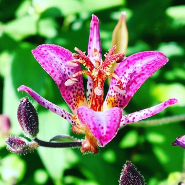 Tricyrtis formosana