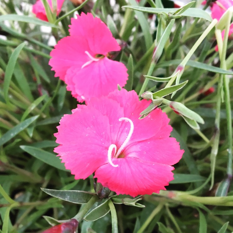 Plant image Dianthus dianturi 'Twinkle'