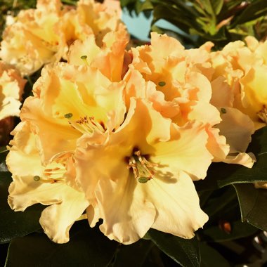 Rhododendron 'Horizon Monarch'