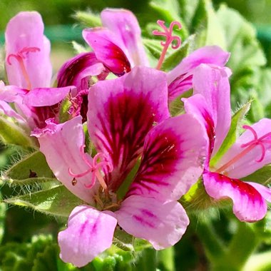 Pelargonium 'Orange Fizz'