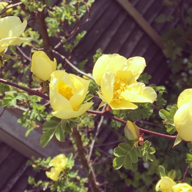 Rosa xanthina 'Canary Bird'