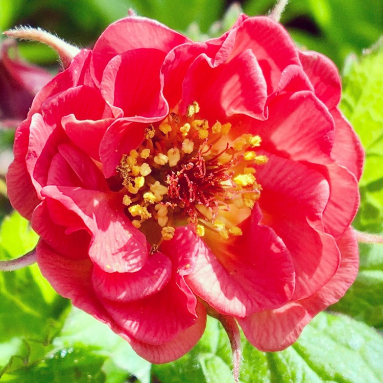 Plant image Geum 'Blazing Sunset'