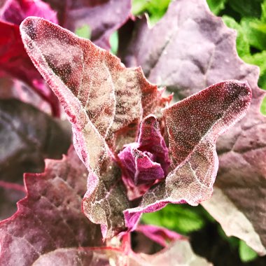 Atriplex hortensis 'Red Plume'