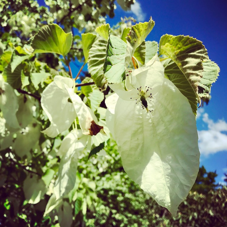 Plant image Davidia Involucrata