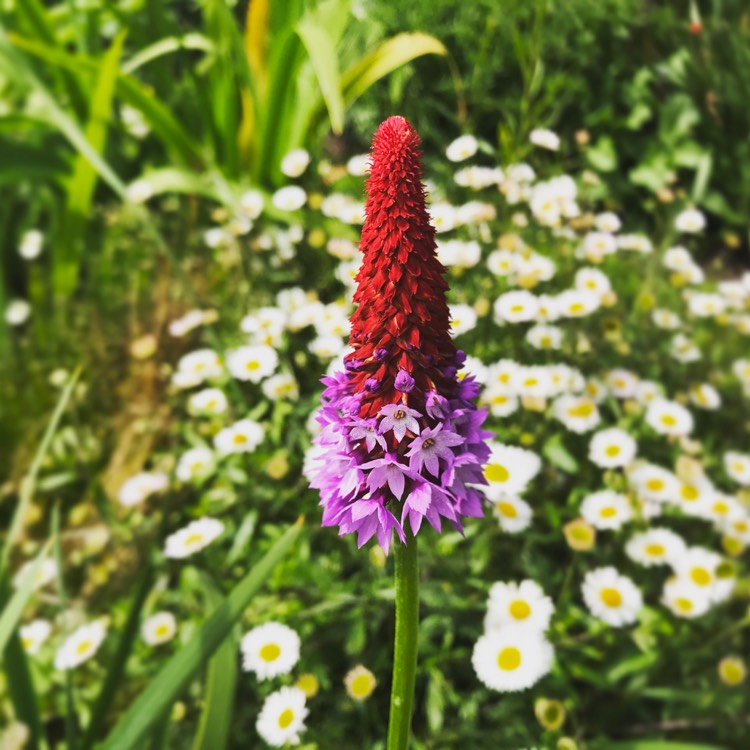 Plant image Primula vialii