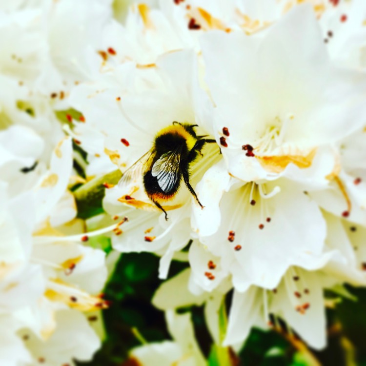 Plant image Rhododendron kiusianum 'Fago No Fugi'