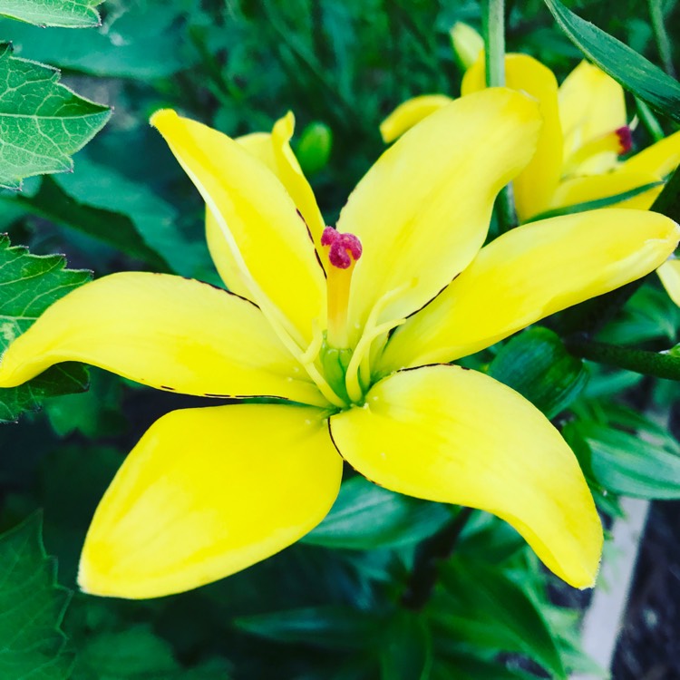 Plant image Lilium 'Yellow Cocotte'