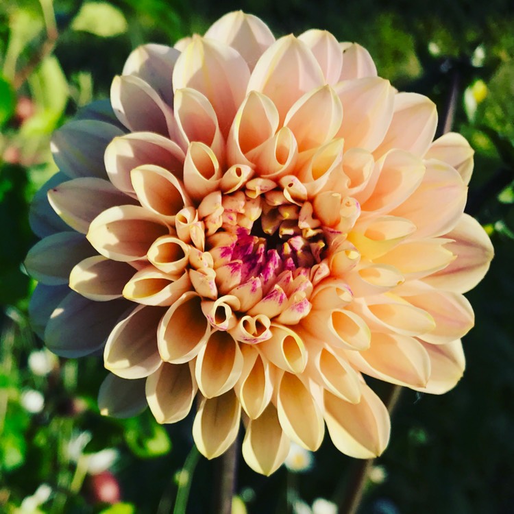 Plant image Dahlia 'Wine-eyed Jill'