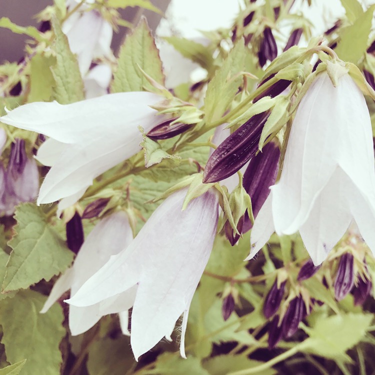 Plant image Campanula 'Iridescent Bells'