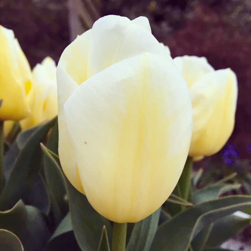 Plant image Tulipa 'Calgary Flames'