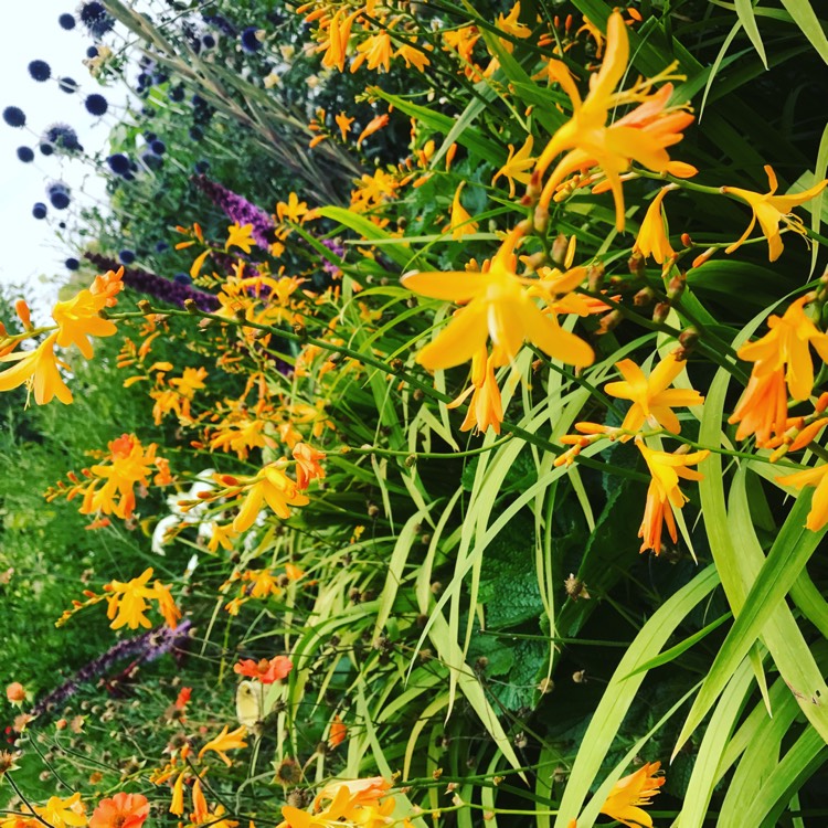 Plant image Crocosmia x crocosmiiflora 'George Davison'