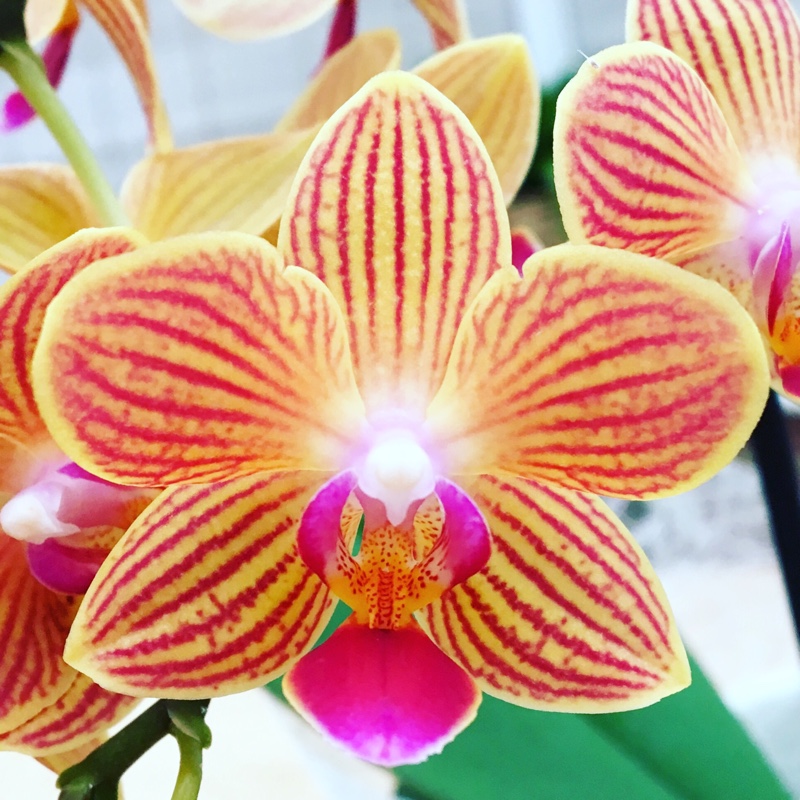 Phalaenopsis