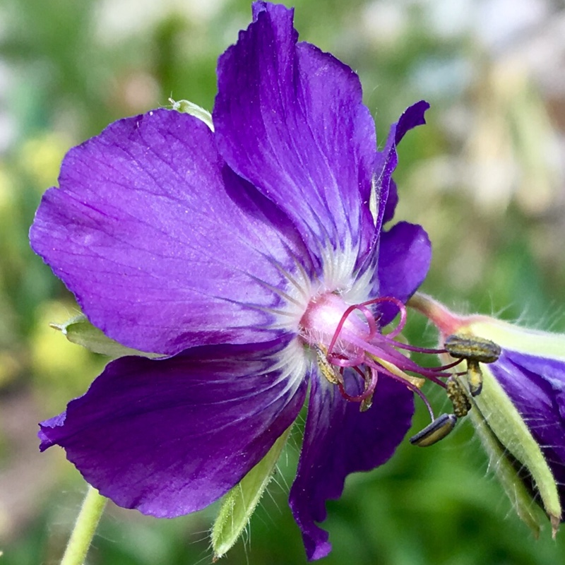 Plant image Geranium himalayense 'Gravetye'