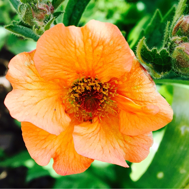 Plant image Geum 'Totally Tangerine'