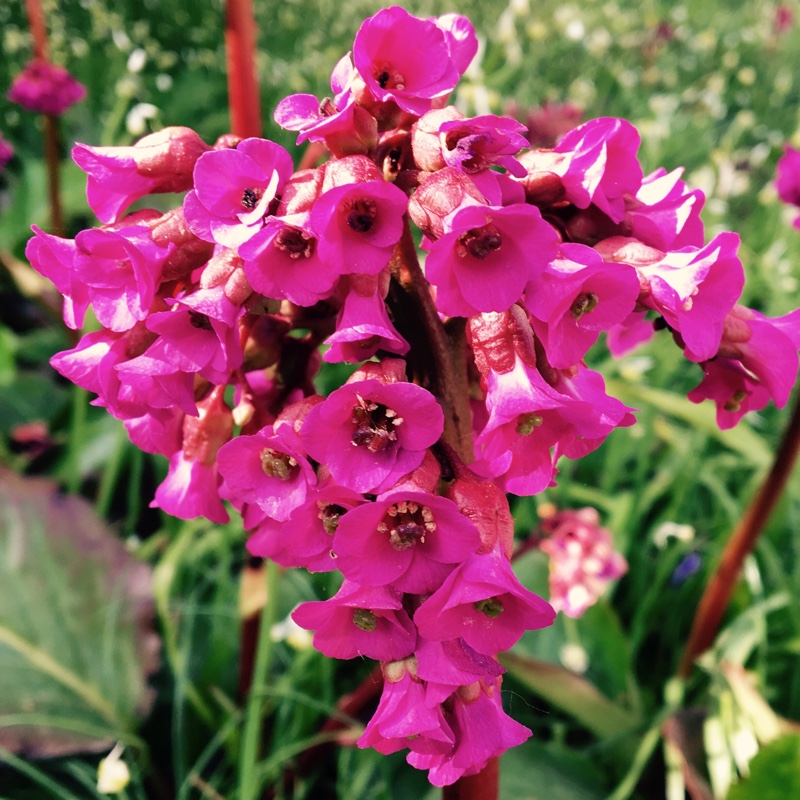 Plant image Bergenia cordifolia 'Rosa Schwester'