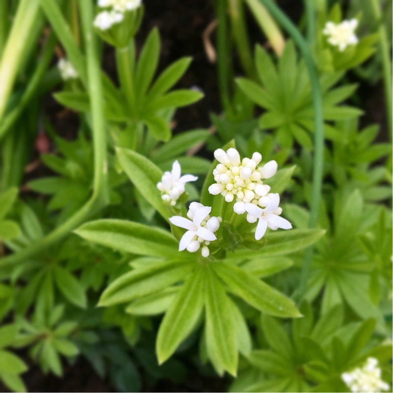 Galium odoratum syn. Asperula odorata