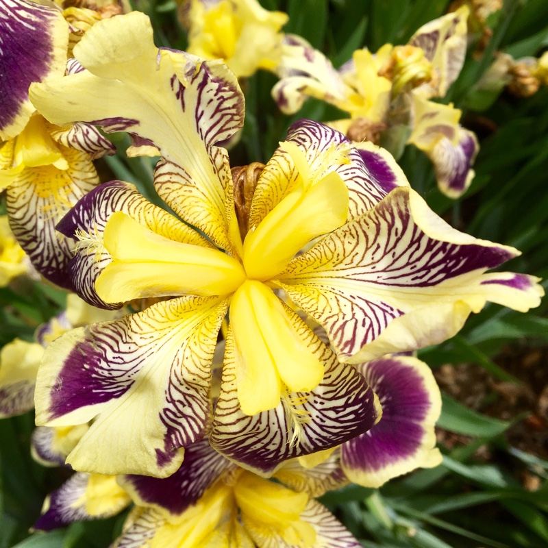 Plant image Iris