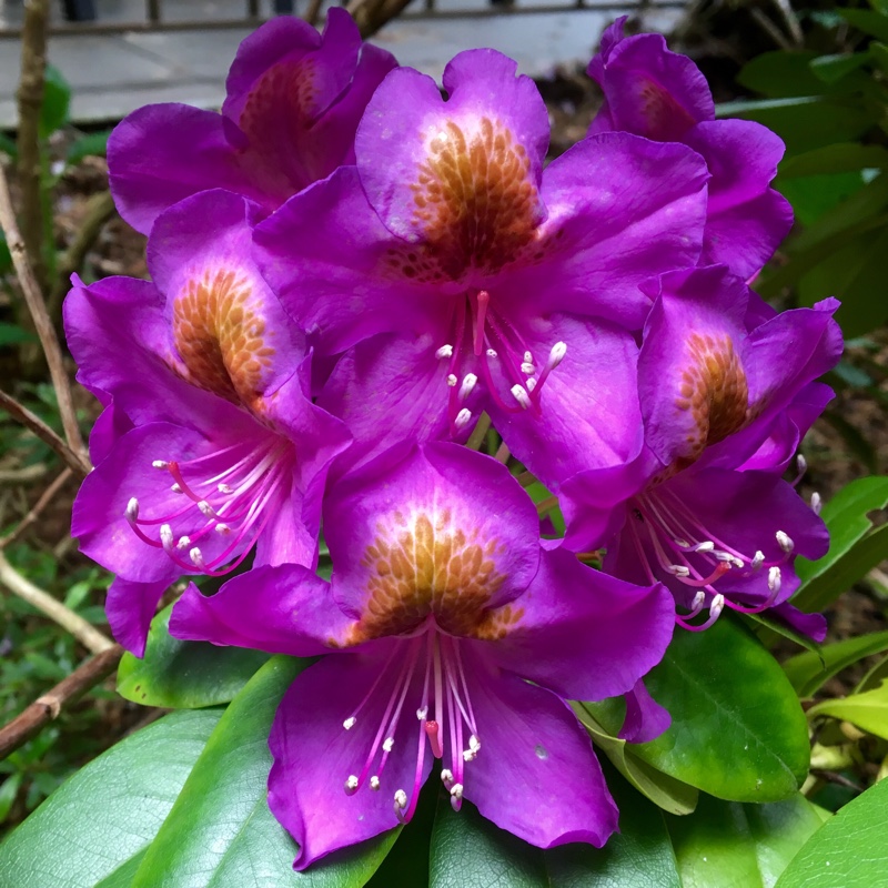 Rhododendron  (Rhododendron Varieties)