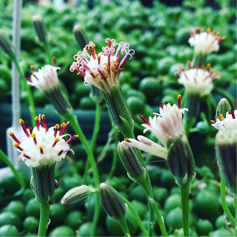 Senecio rowleyanus