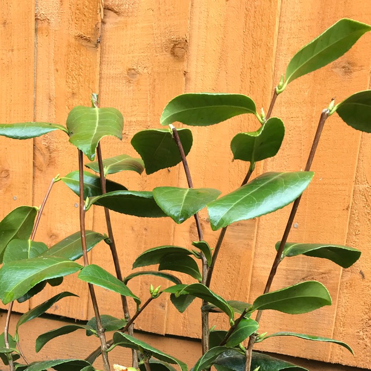 Plant image Camellia japonica 'Silver Anniversary'