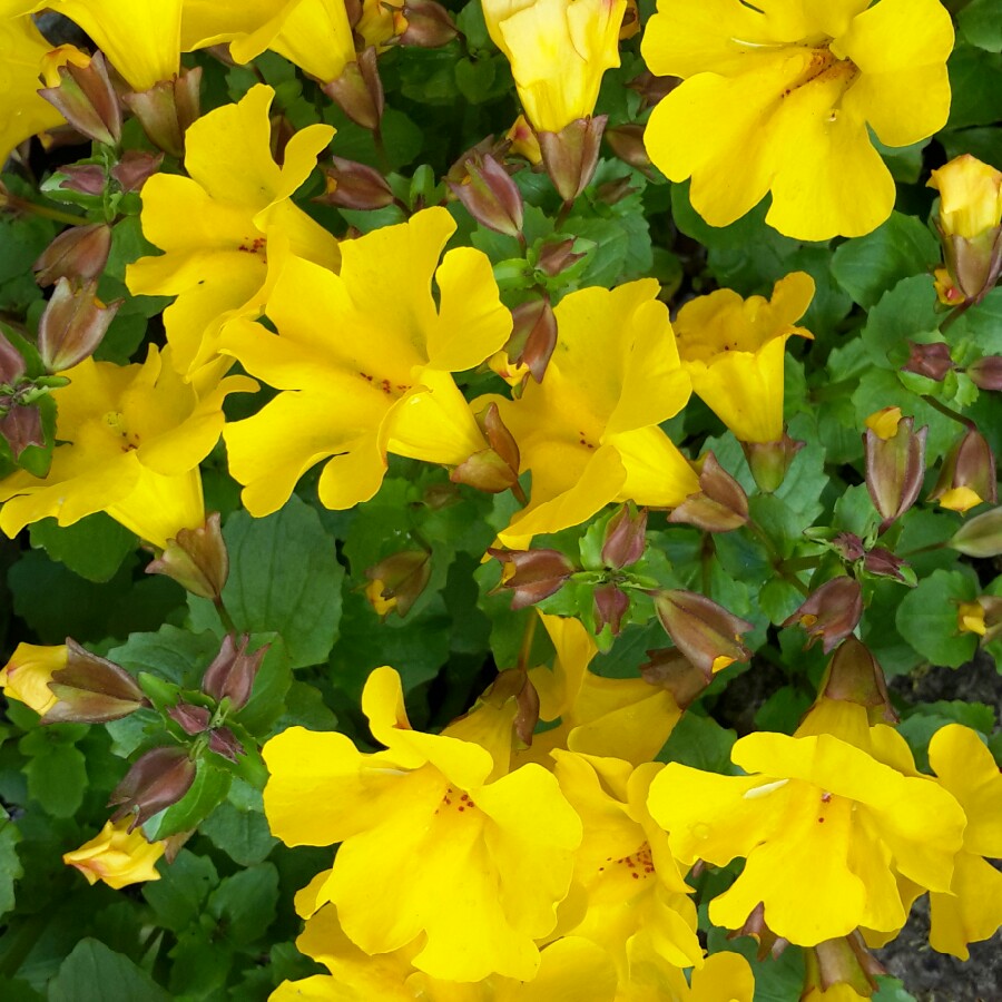 Plant image Mimulus moschatus