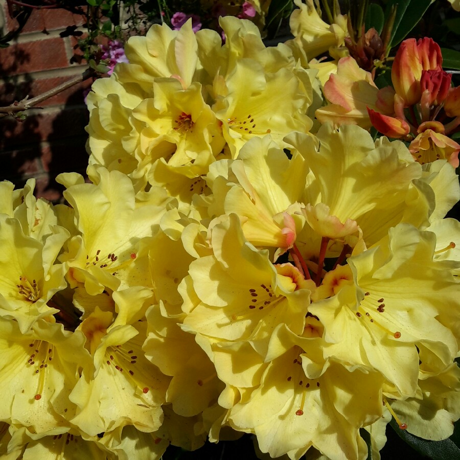 Plant image Rhododendron 'Saffrano'