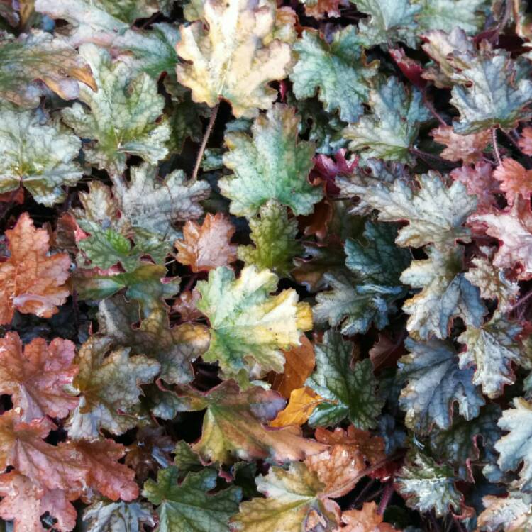 Plant image Heuchera 'Peach Flambe'