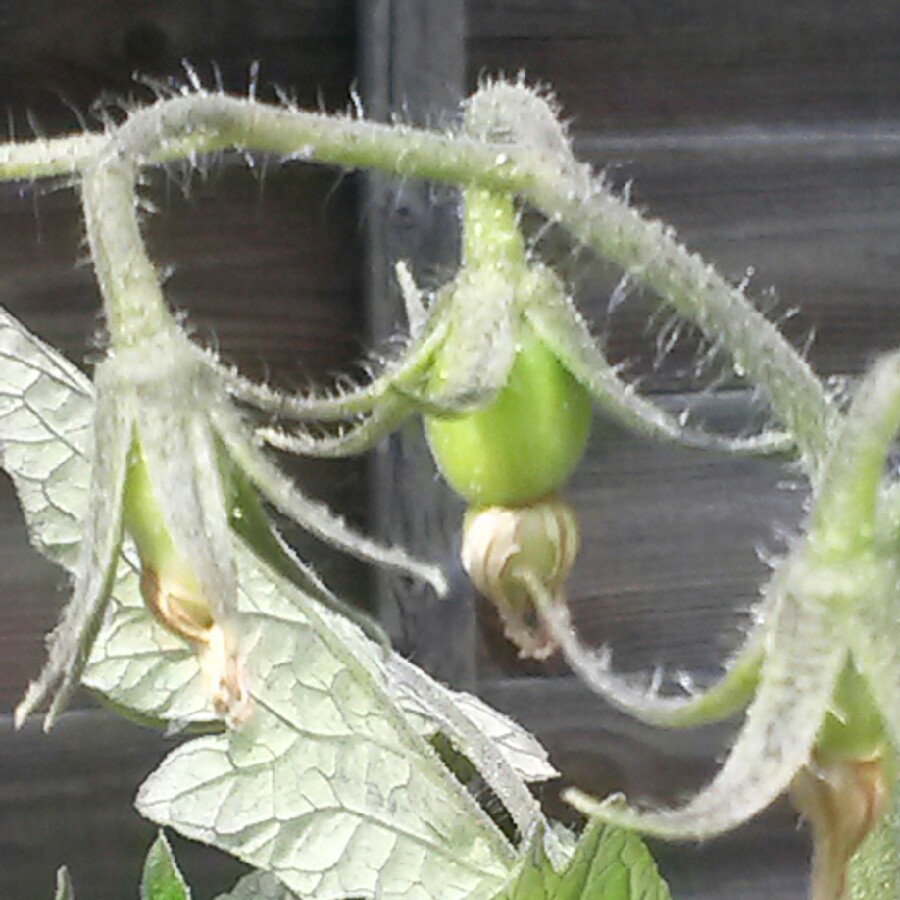 Plant image Solanum lycopersicum 'San Marzano 2' syn. Solanum lycopersicum 'San Marzano II'