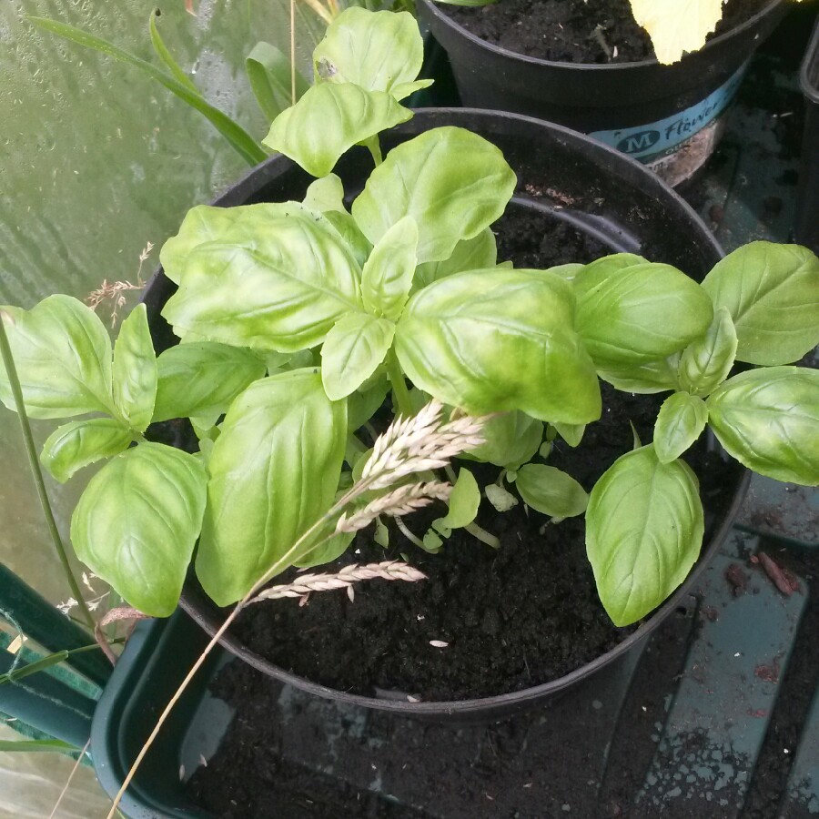 Basil