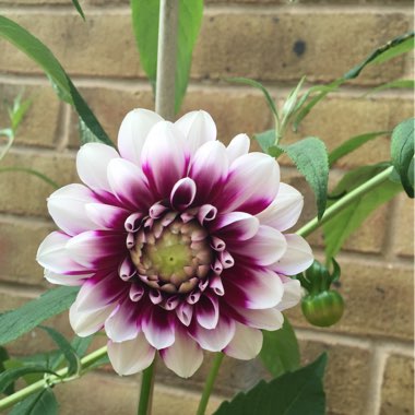 Dahlia