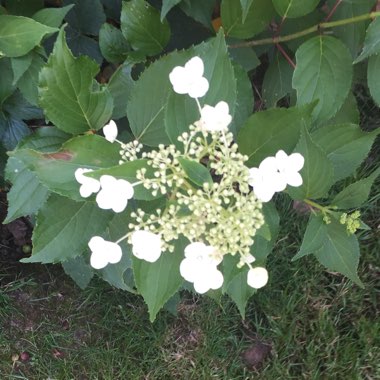 Hydrangea