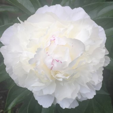 Peony