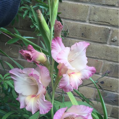 Gladioli