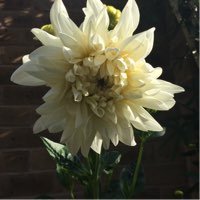 Dahlia