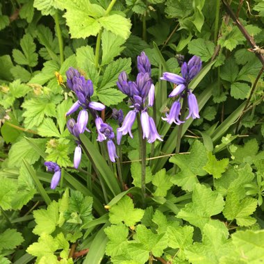 Virginia Bluebells