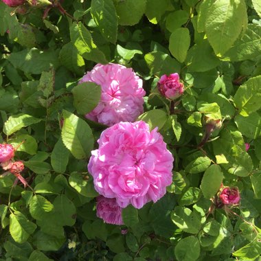 Rosa 'Ausbord' syn. Rosa 'Gertrude Jekyll'