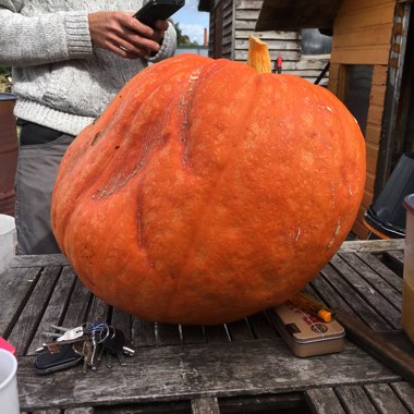 Pumpkin 'Atlantic Giant'