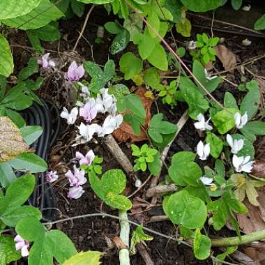 Cyclamen (Species) Eastern Sowbread