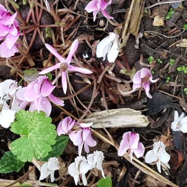 Cyclamen (Species) Eastern Sowbread