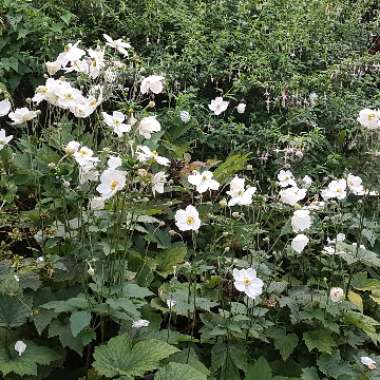 Japanese Anemone 'Alba'