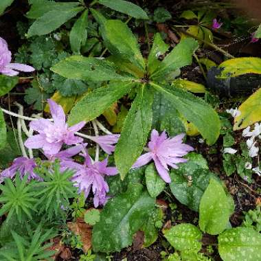 Autumn crocus