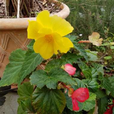 Rieger Begonia,