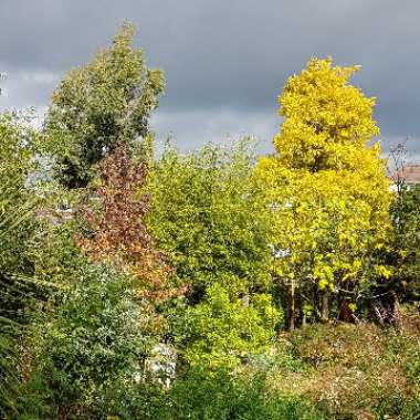 False Acacia 'Frisia'