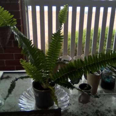 Boston Fern