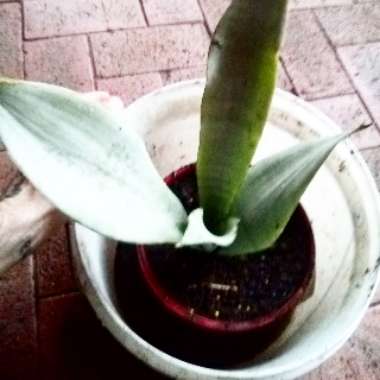 Snake Plant