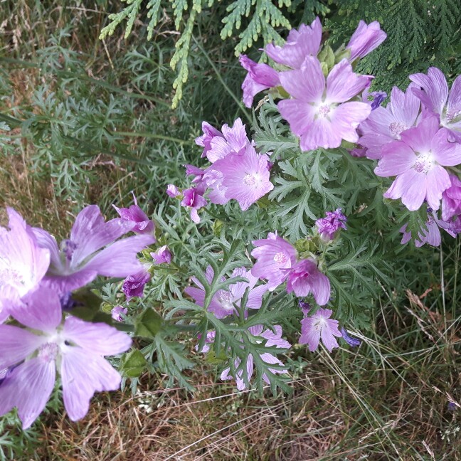 Plant image Malva Moschata 'Rosea'