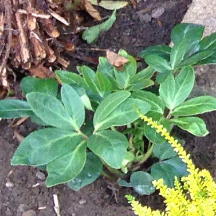 Plant image Helleborus x nigercors 'Emma'