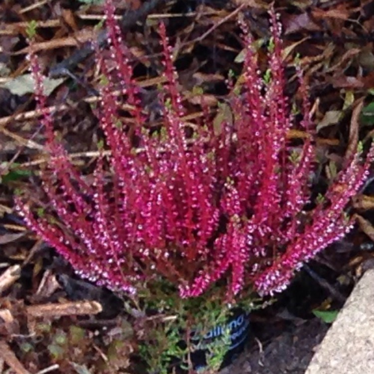 Plant image Calluna vulgaris 'Pink Madonna' (Garden Girls Series)