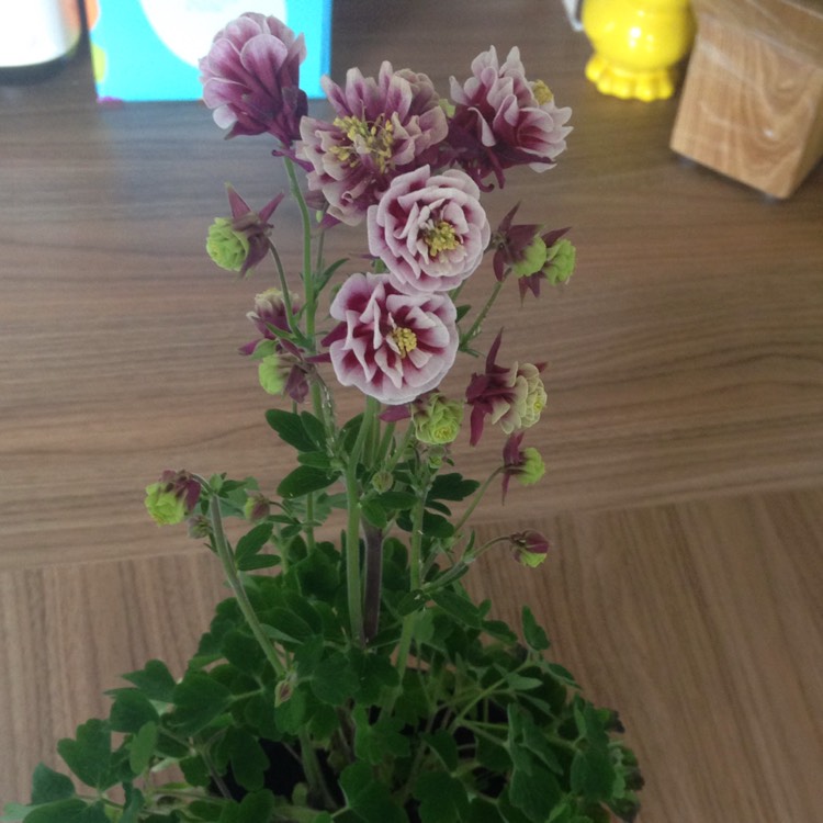 Plant image Aquilegia 'Winky Double Rose And White'